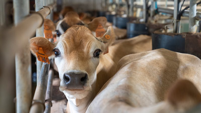 Built Different: The Remarkable Body of a Dairy Cow