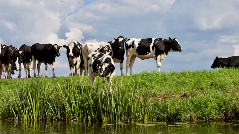 A World Running on Milk: Dairy by the Numbers