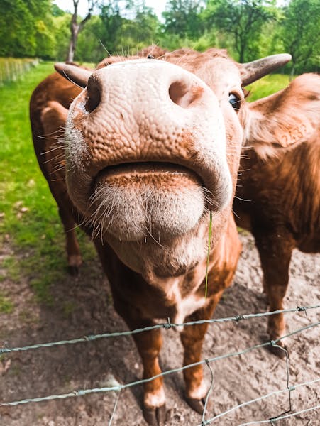 Smarter Than You Think: The Surprising Mind of a Cow