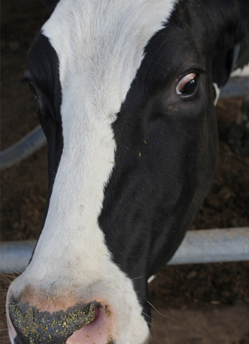 Zarrin-Heev Holstein Cow