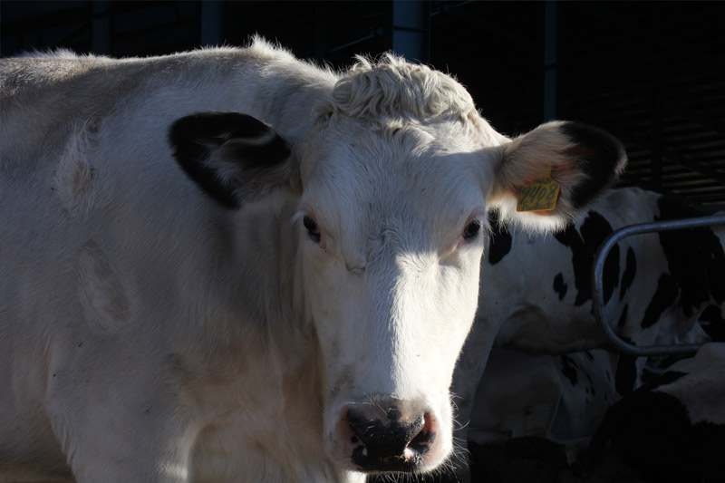 Zarrin-Heev White Cow