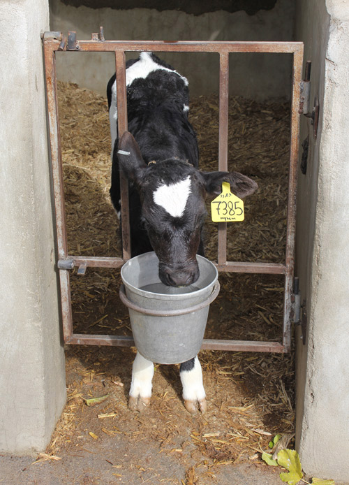 Zarrin-Heev Calf Feeding