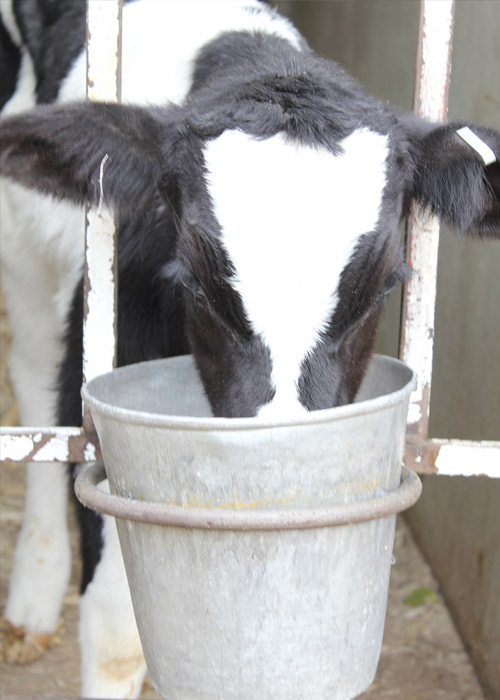 Zarrin-Heev Calf Drinking