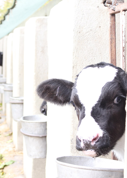 Zarrin-Heev Calf in Stall