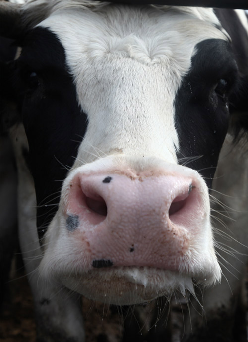 Zarrin-Heev Cow Close-up